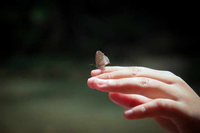 person-holding-gray-butterfly-2907694